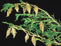 Bagworms